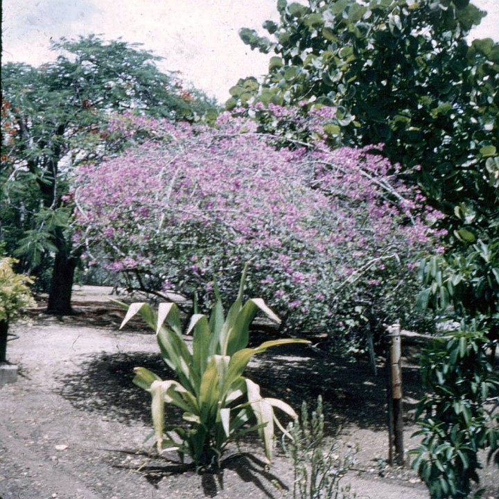 Cu. W7 Bourgainville 